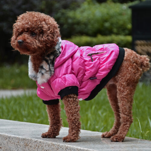 Zippered Cotton Padded Winter Coat For Dogs
